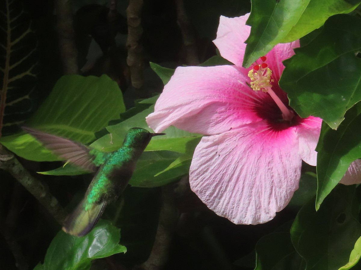 Blue-headed Hummingbird - ML647385065