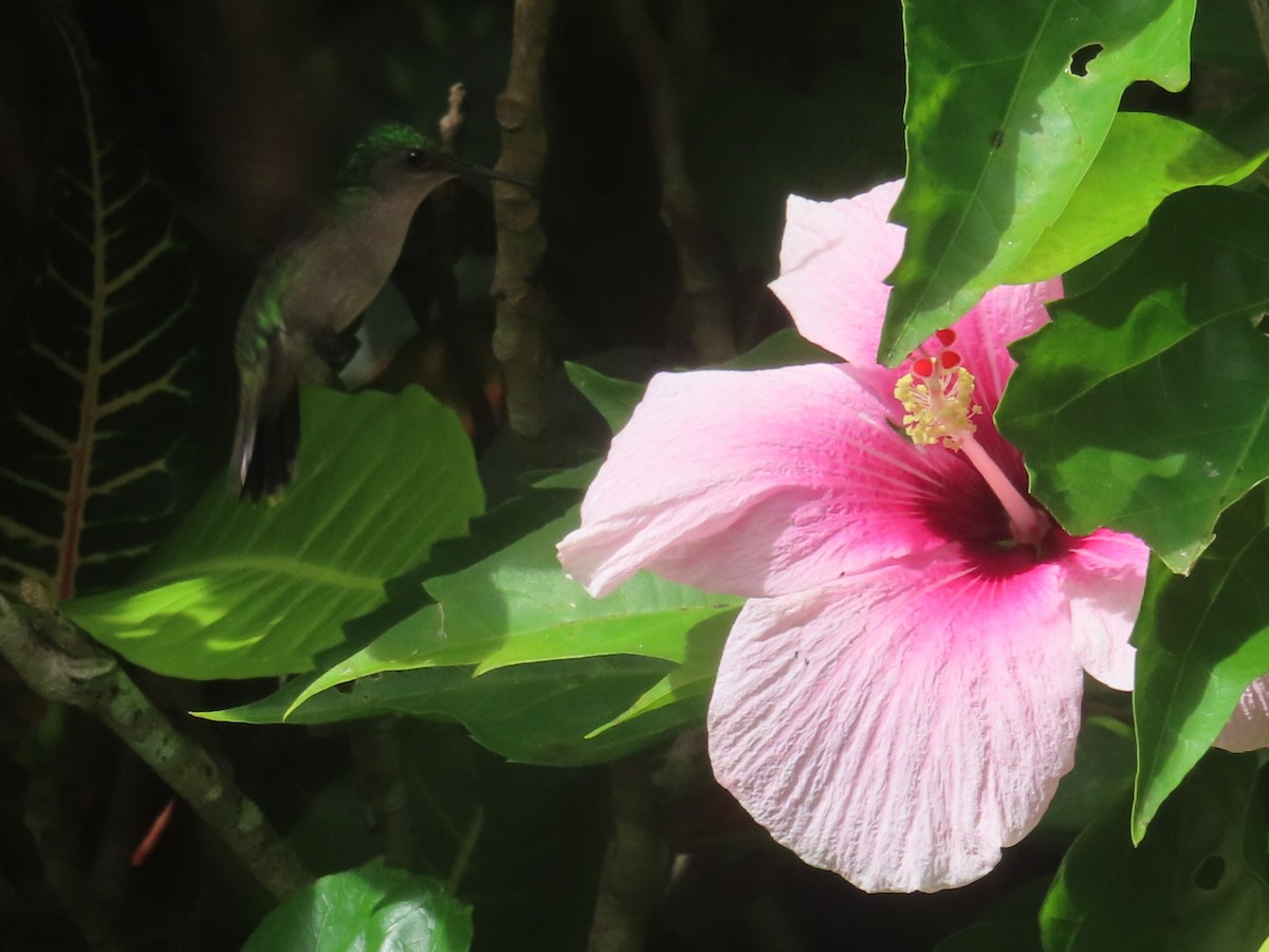 Blue-headed Hummingbird - ML647385066