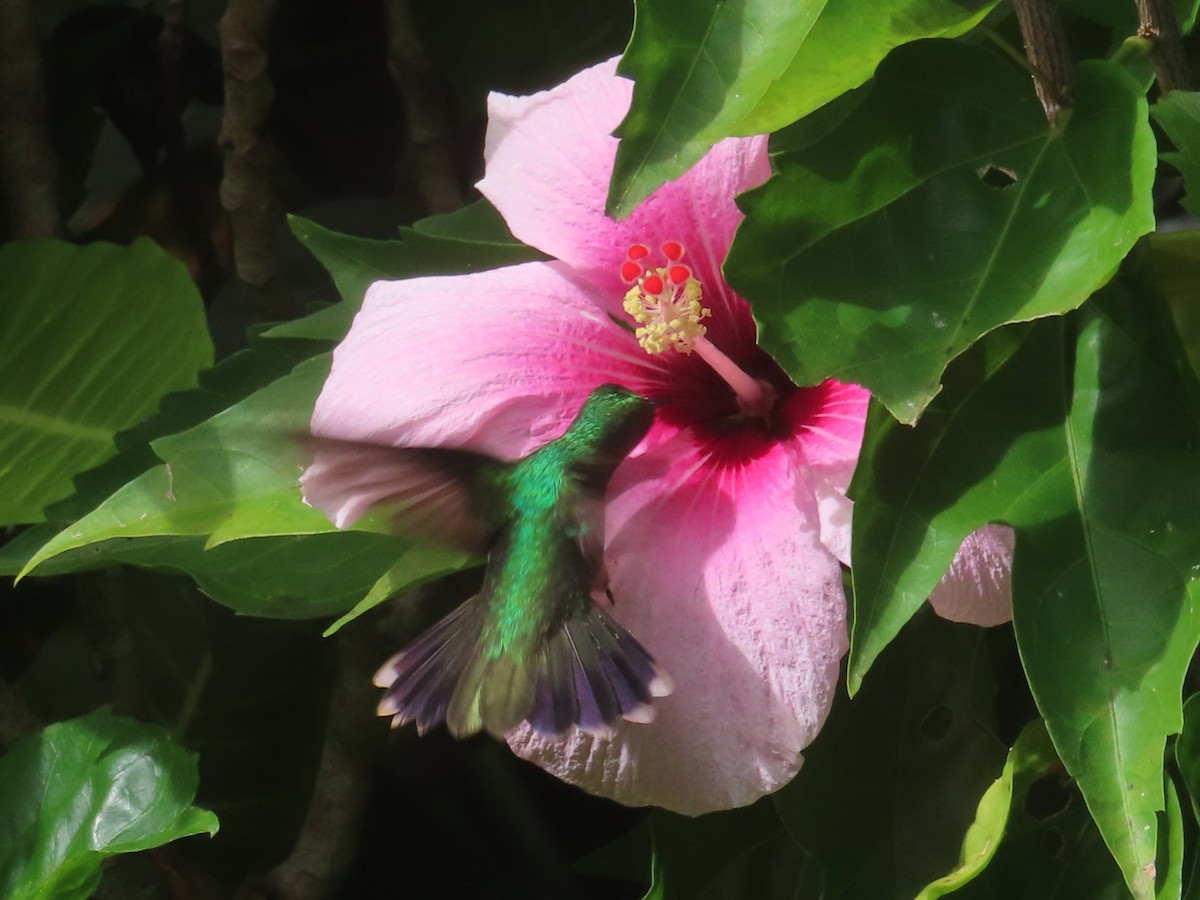 Blue-headed Hummingbird - ML647385067