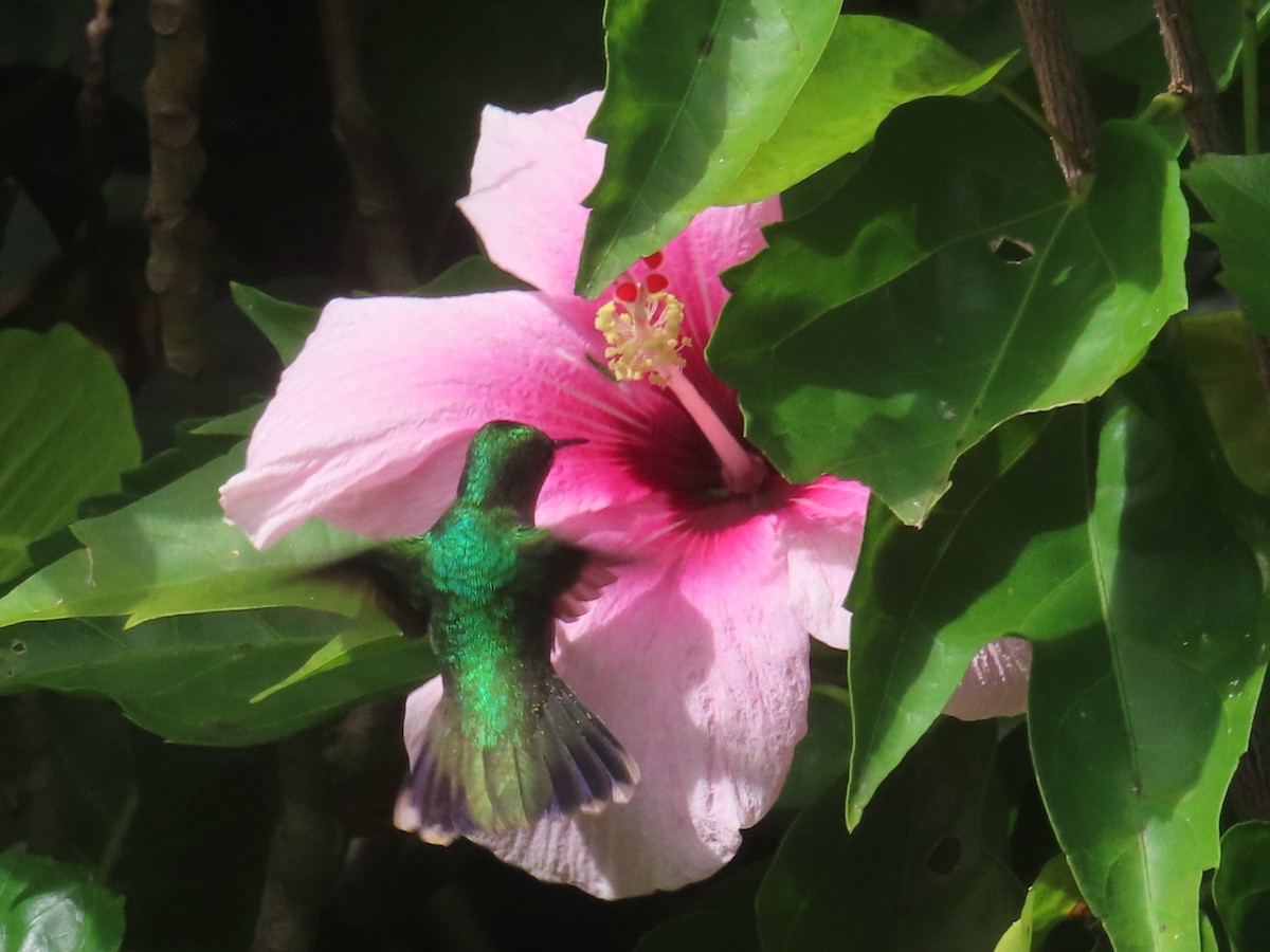 Blue-headed Hummingbird - ML647385068