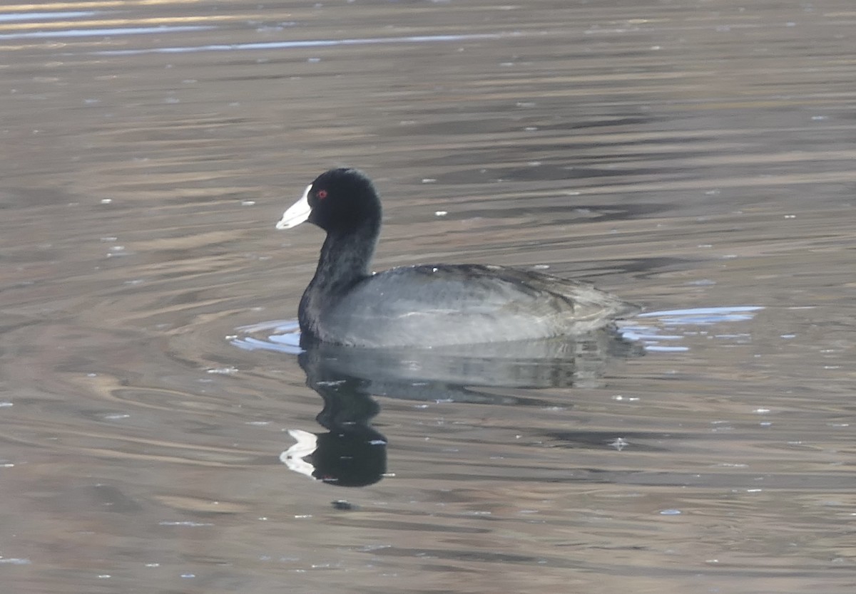 American Coot - ML647385071