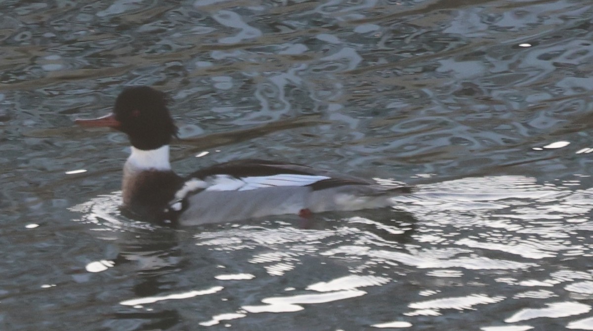 Serreta Mediana - ML647385076