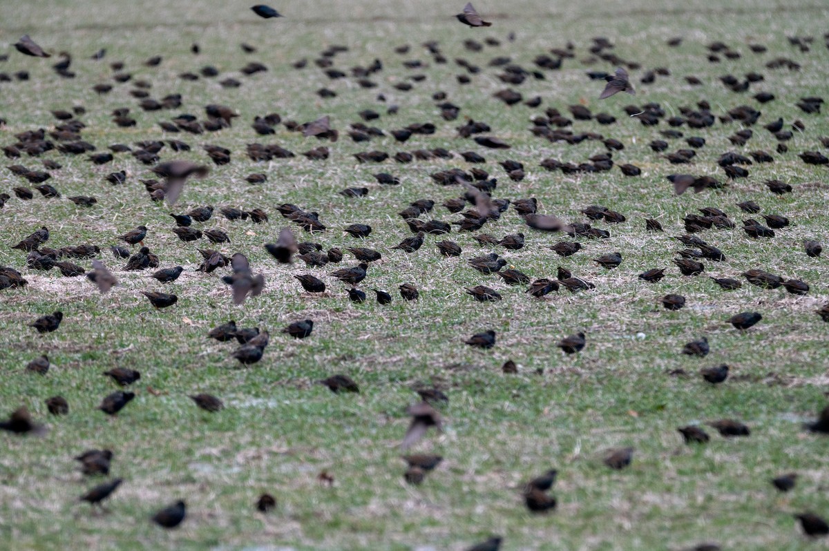 Шпак звичайний - ML647385081