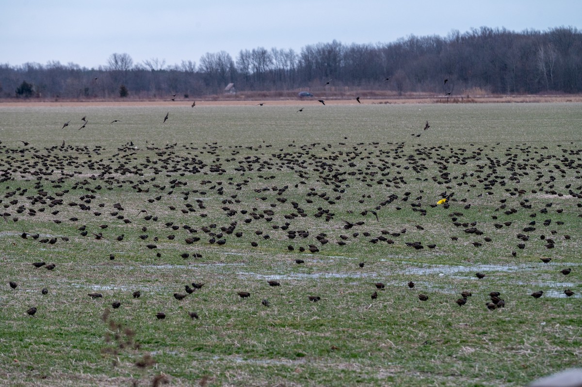 Шпак звичайний - ML647385082