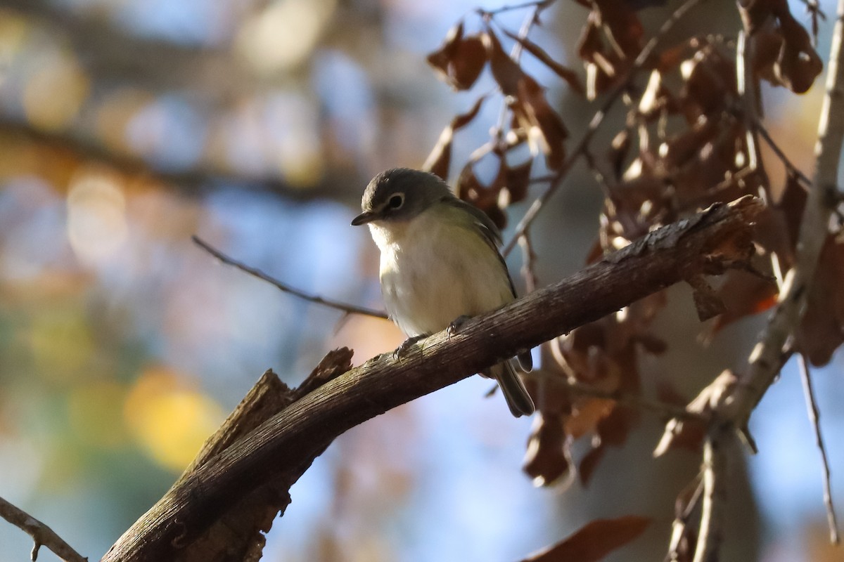 Blue-headed Vireo - ML647385085