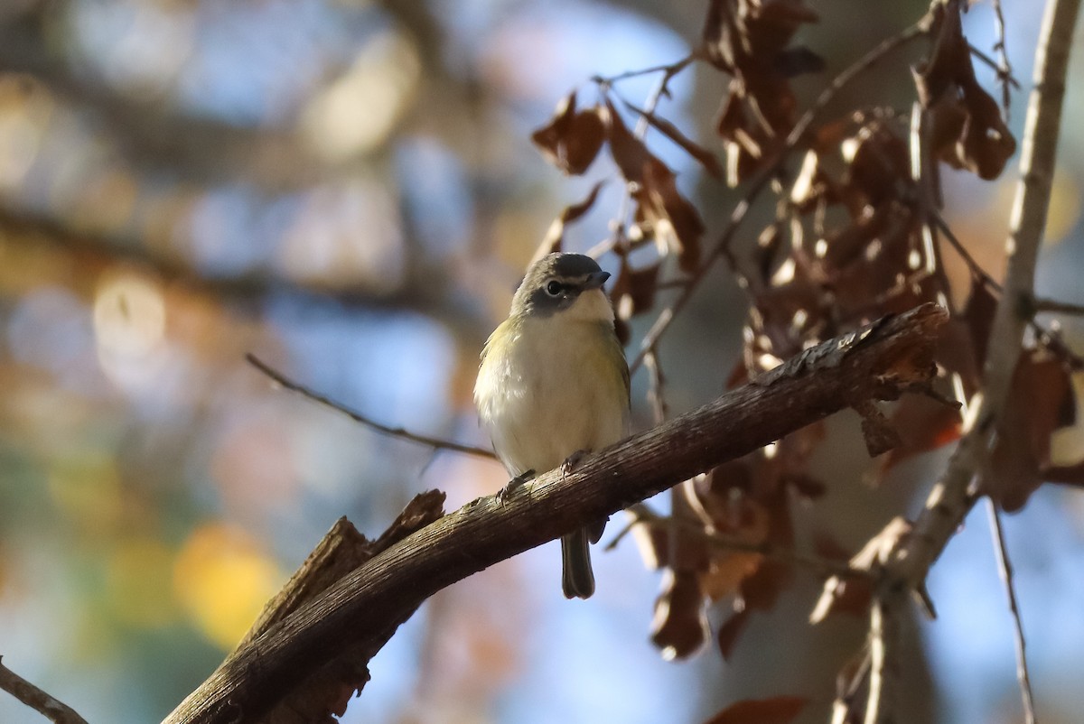 Blue-headed Vireo - ML647385086