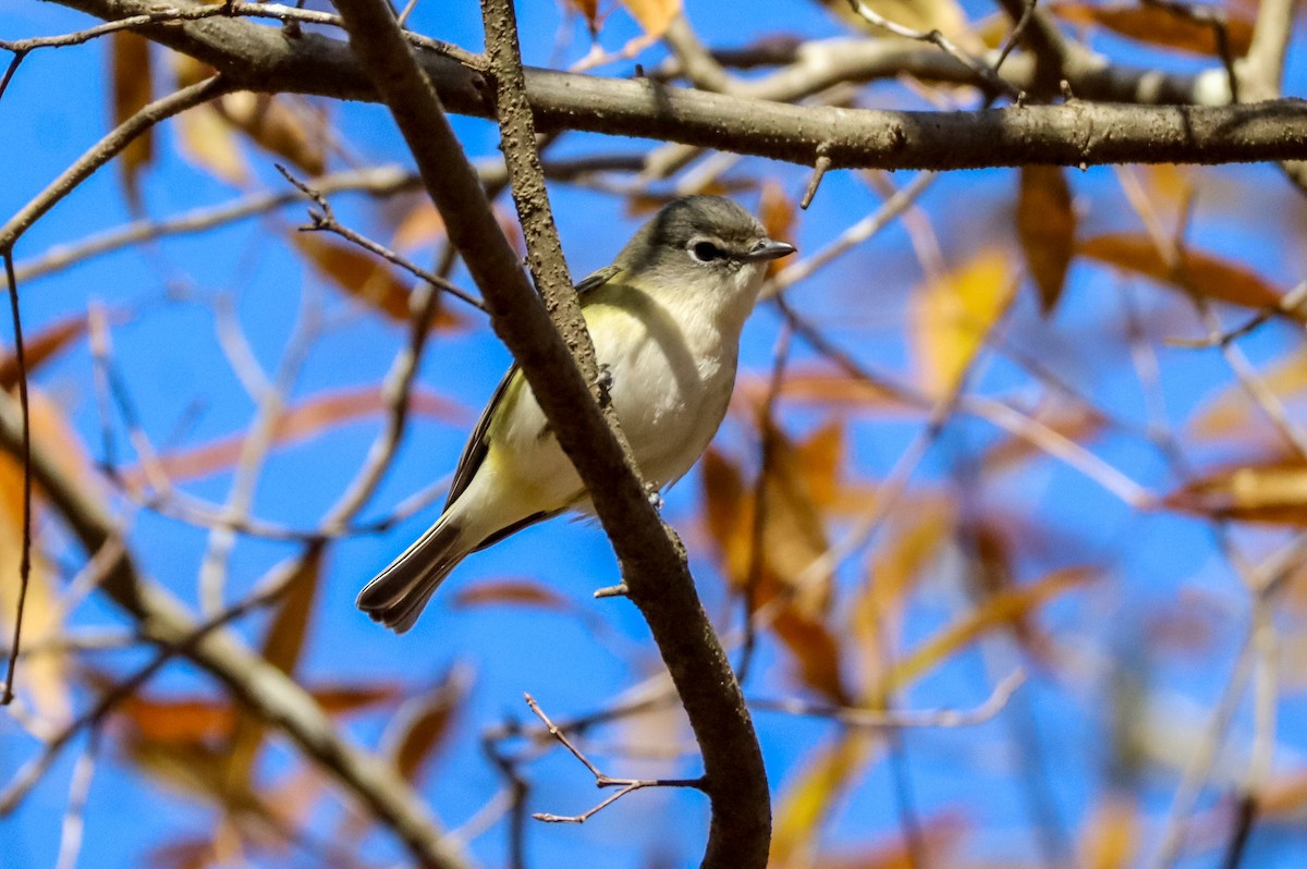 Blue-headed Vireo - ML647385087