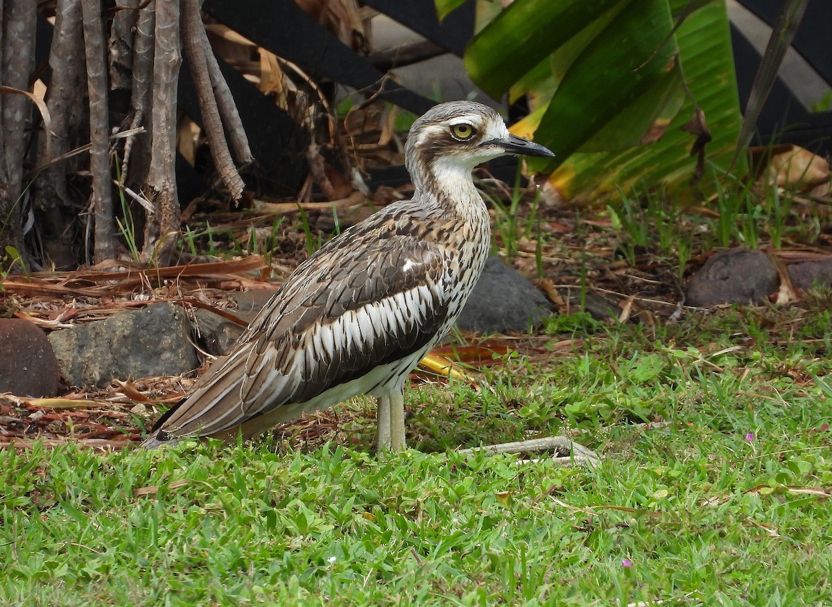 Bush Thick-knee - ML647385089