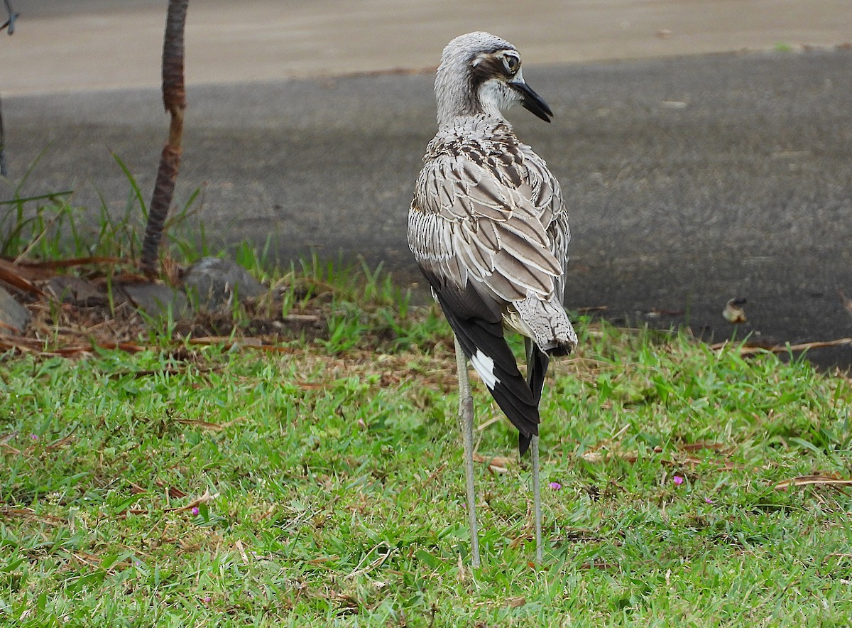 Bush Thick-knee - ML647385096