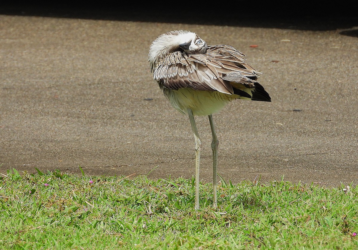 Bush Thick-knee - ML647385107