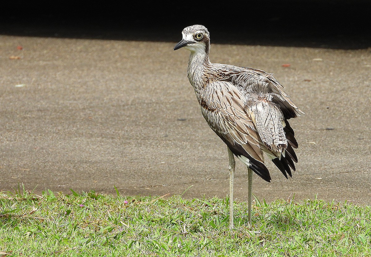 Bush Thick-knee - ML647385108