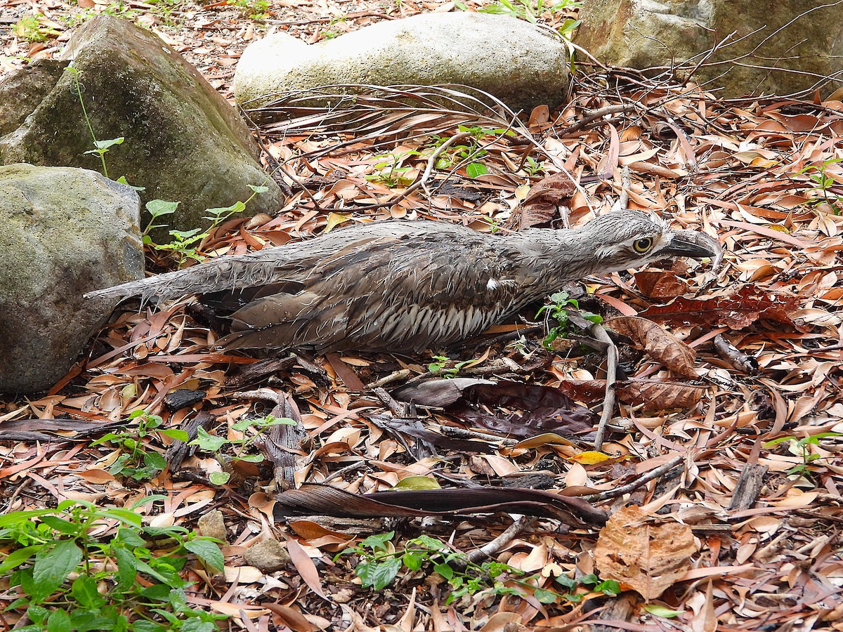 Bush Thick-knee - ML647385110