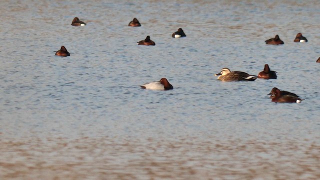Чернь білоока - ML647385116