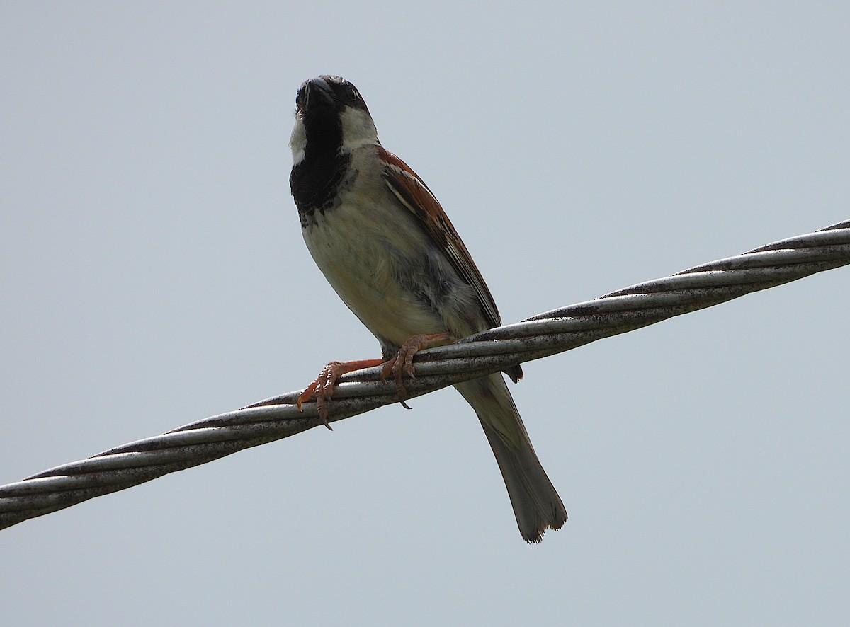 gråspurv - ML647385117