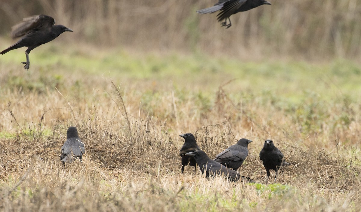 ウオガラス - ML647385121