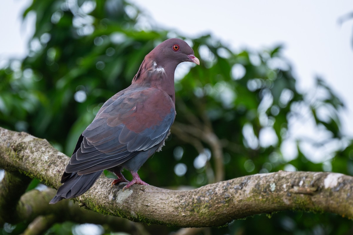 Red-billed Pigeon - ML647385127