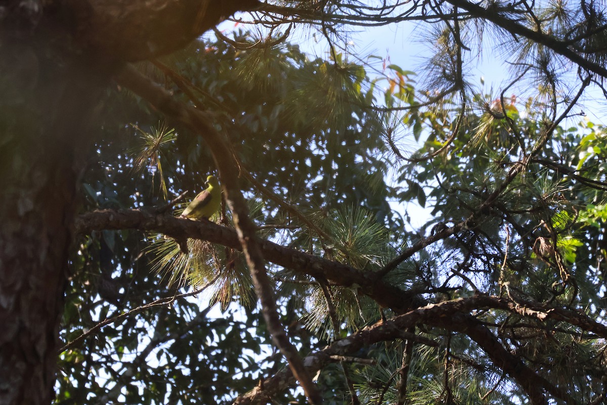 Kama Kuyruklu Yeşil Güvercin - ML647385151