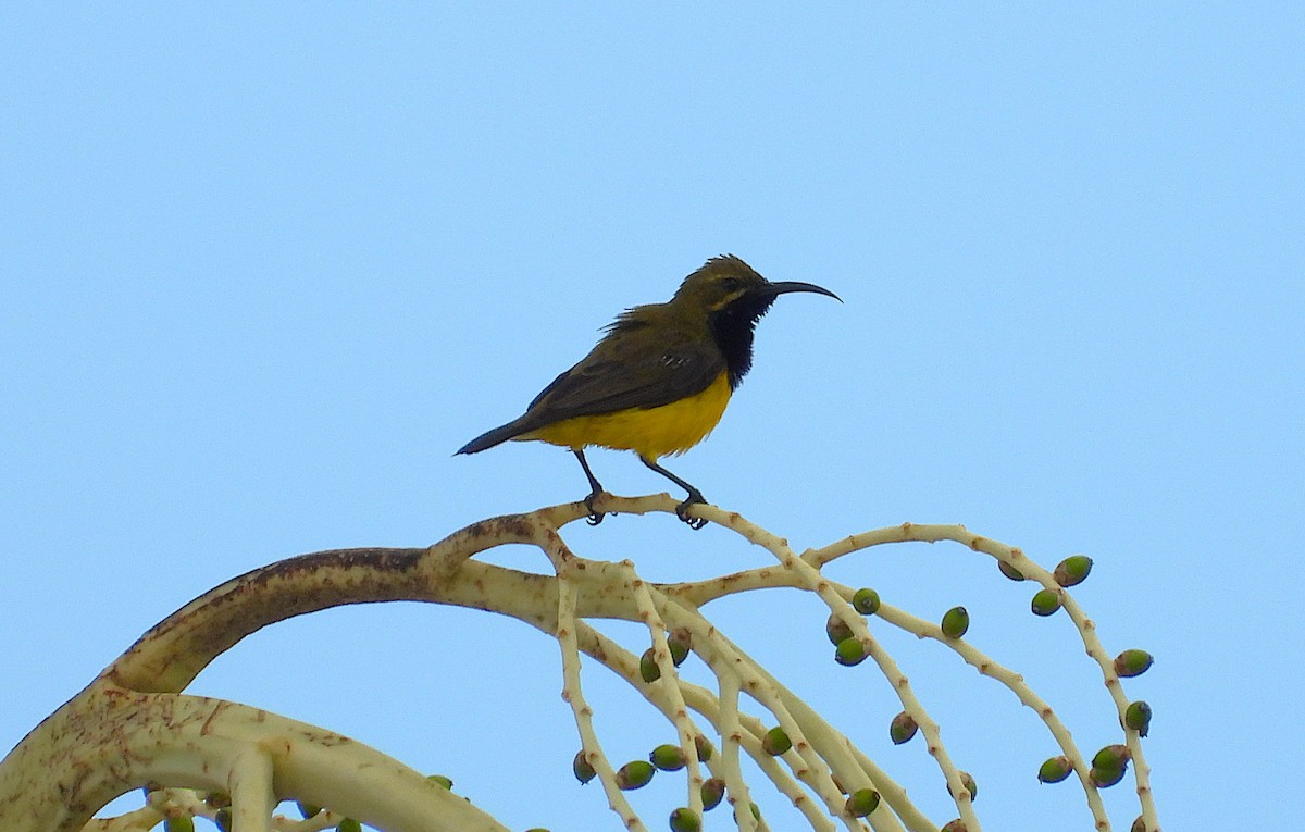 Sahul Sunbird - ML647385152