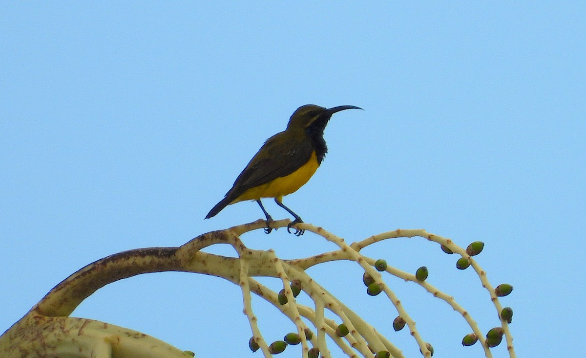 Sahul Sunbird - ML647385155
