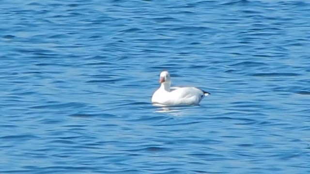 Гуска Роса - ML647385159