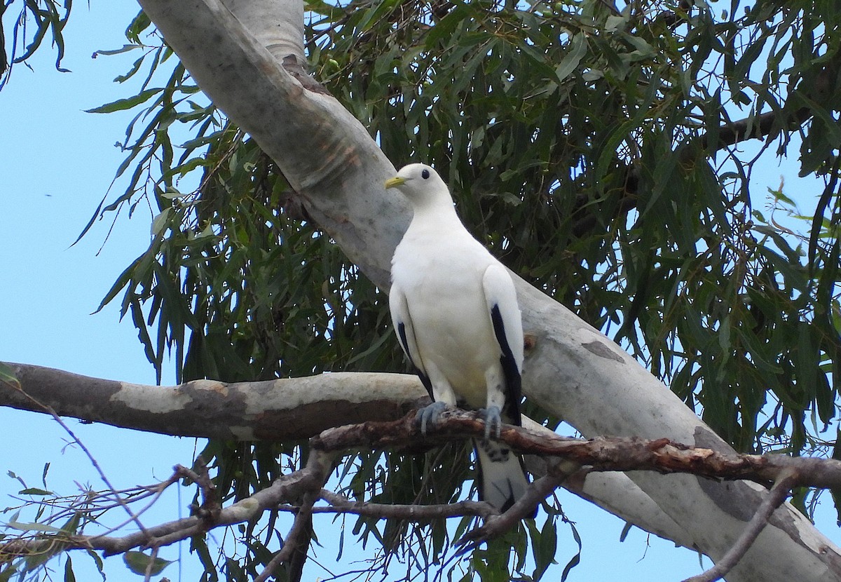 Torresian Imperial-Pigeon - ML647385164