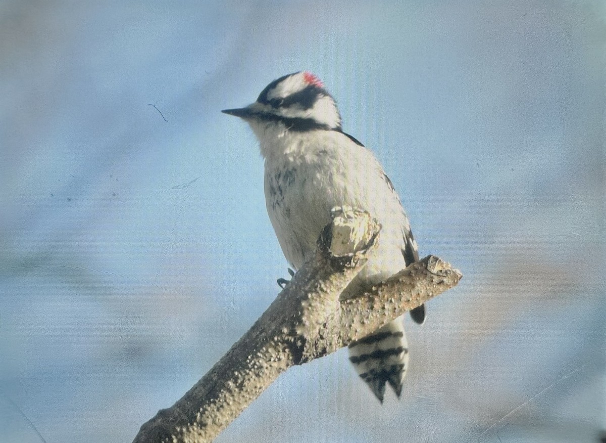 Downy Woodpecker - ML647385205