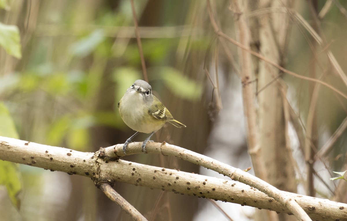 Blue-headed Vireo - ML647385215