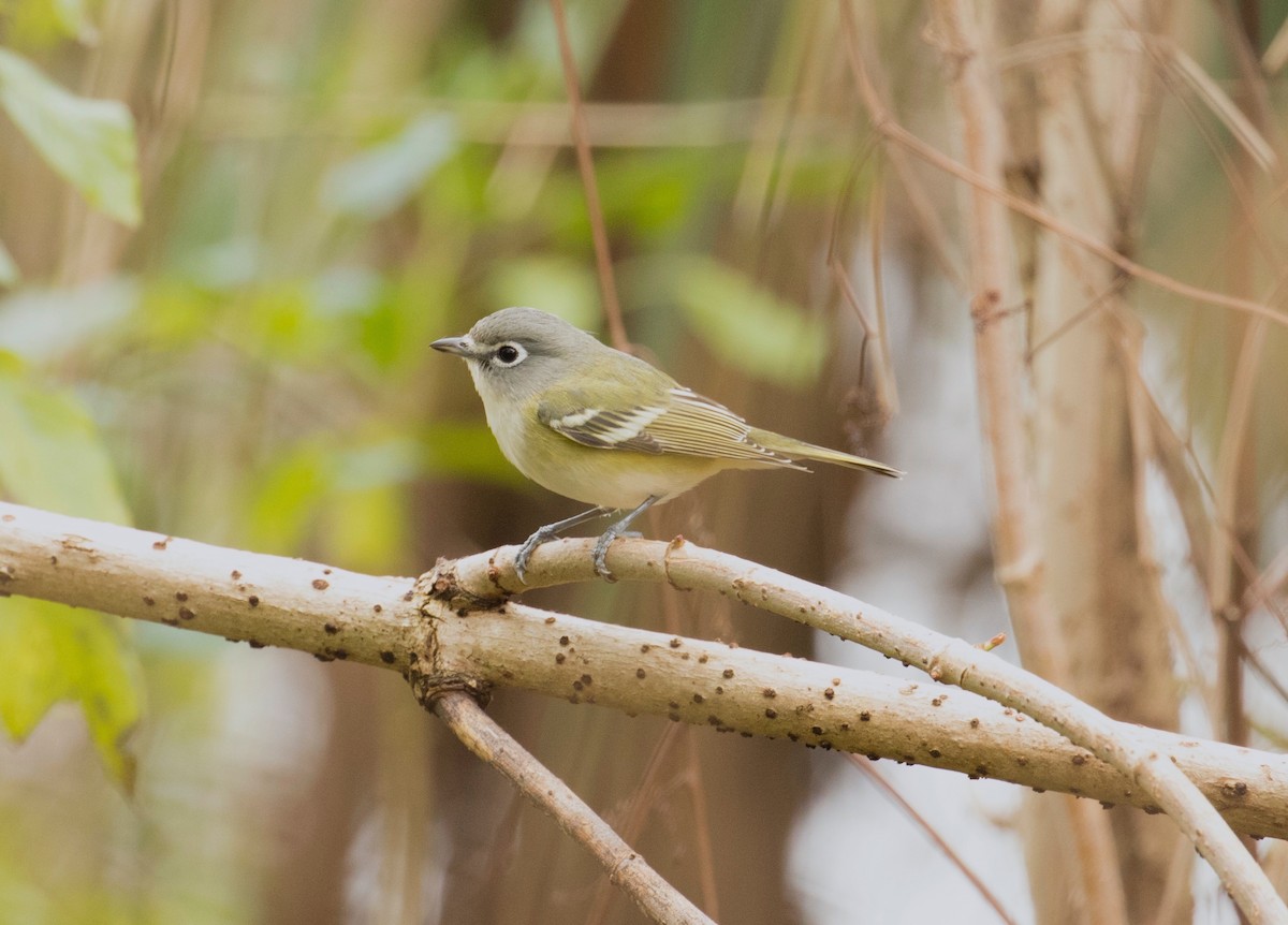 Blue-headed Vireo - ML647385216