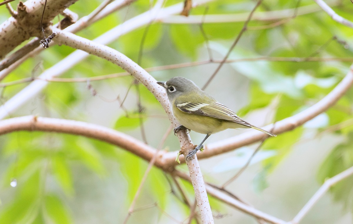 Blue-headed Vireo - ML647385217