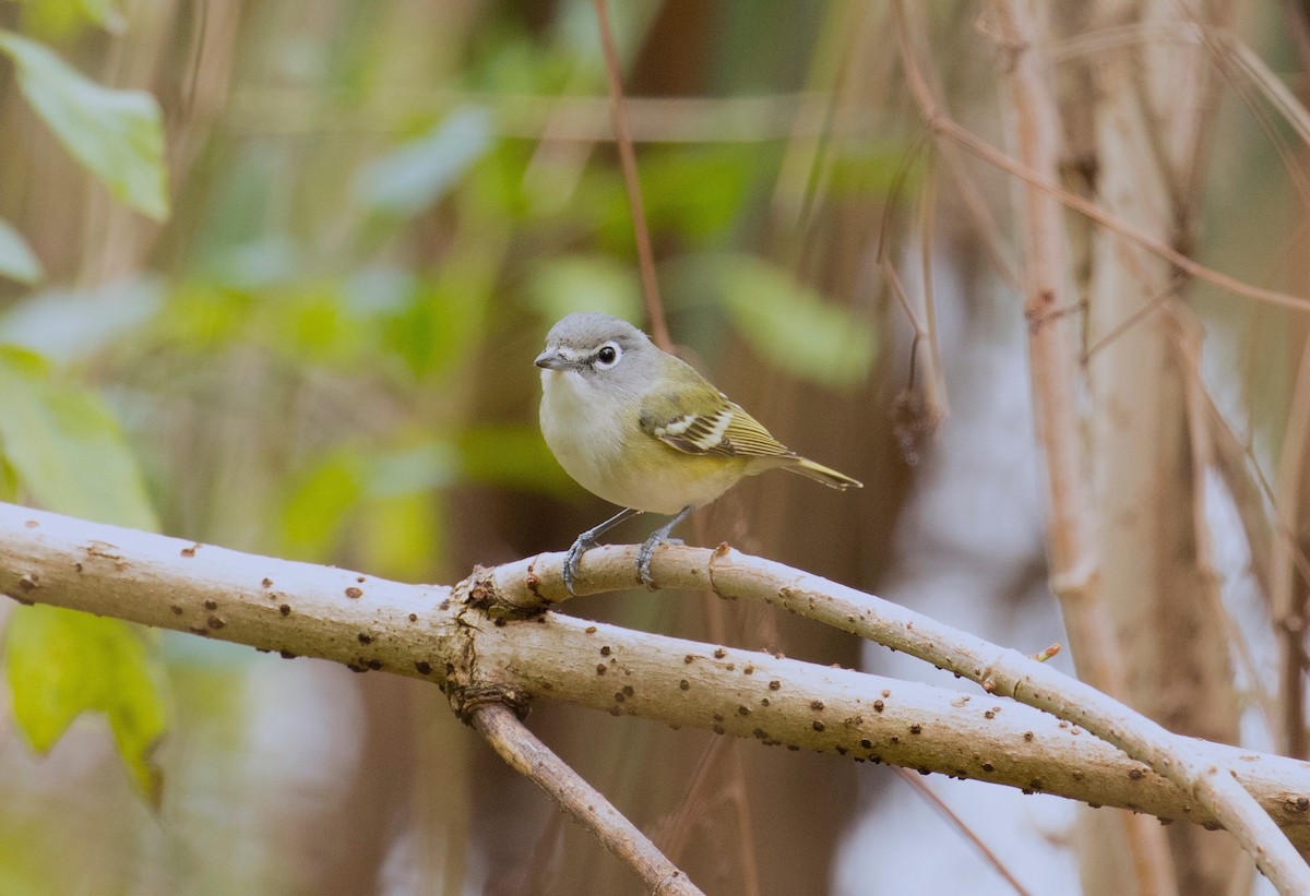 Blue-headed Vireo - ML647385218
