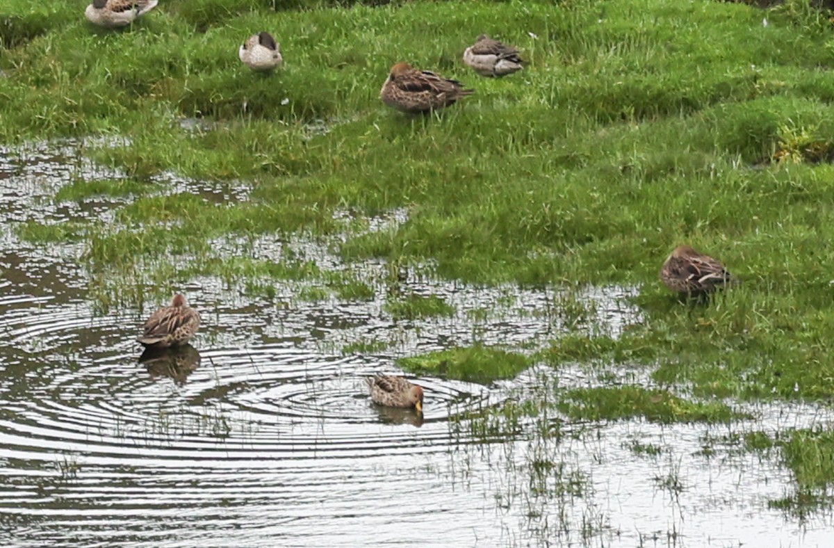 gulnebbstjertand - ML647385228