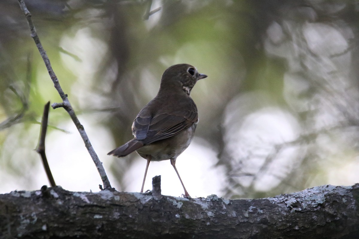 Hermit Thrush - ML647385229