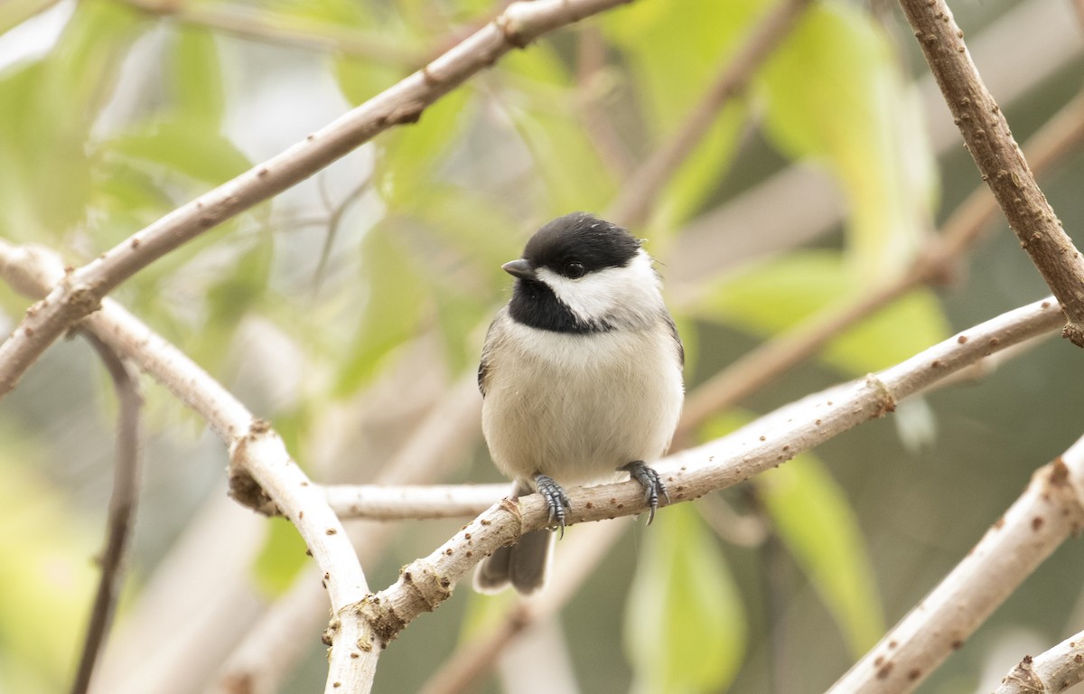 Carolina Chickadee - ML647385232