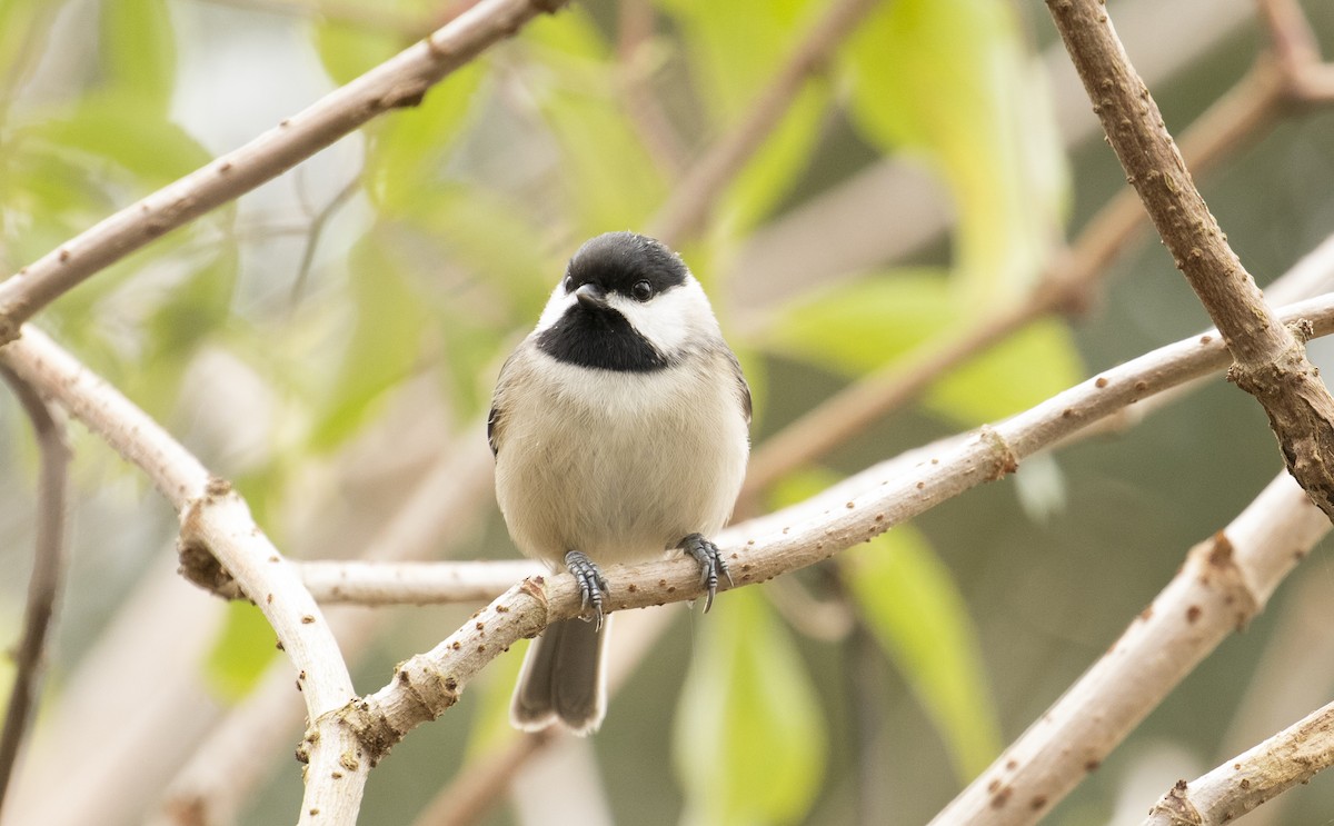 Carolina Chickadee - ML647385233