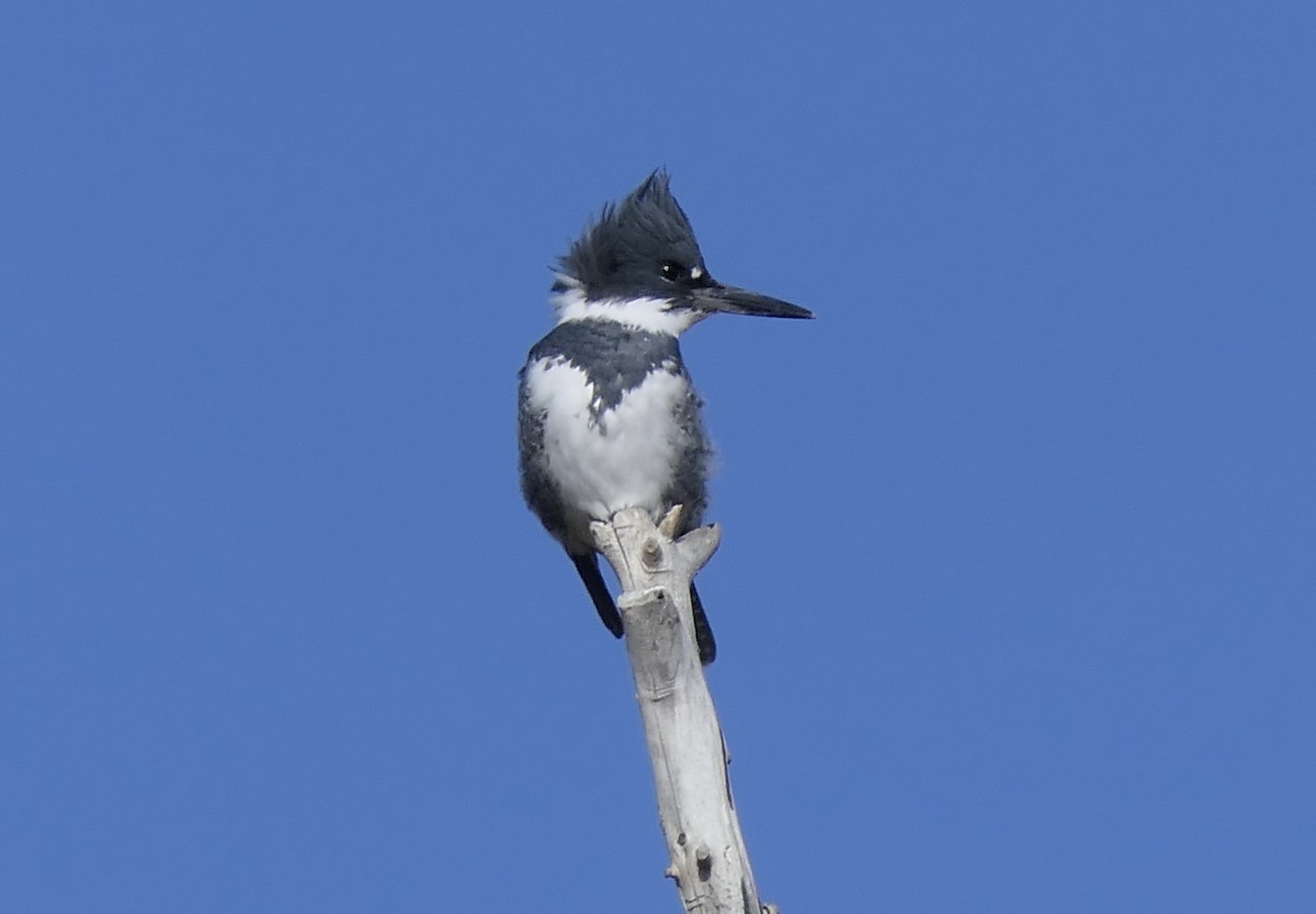 Рибалочка-чубань північний - ML647385235