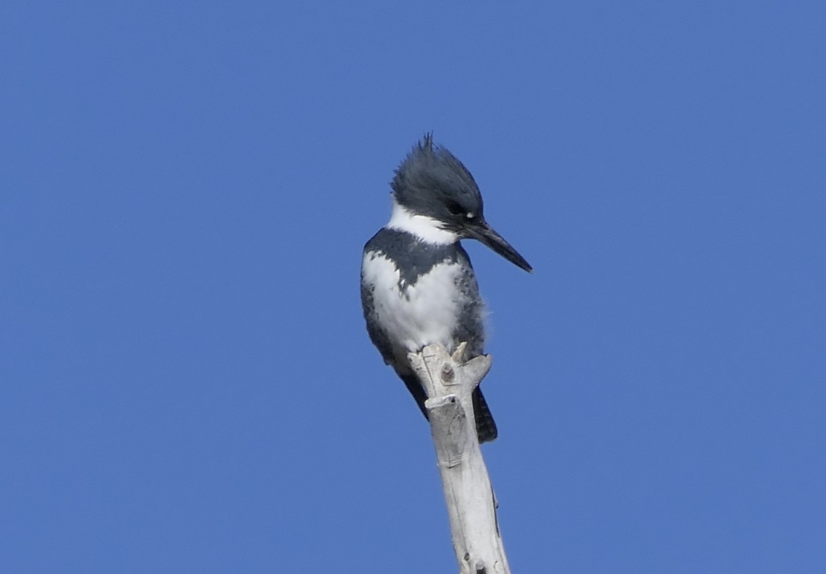 Рибалочка-чубань північний - ML647385236