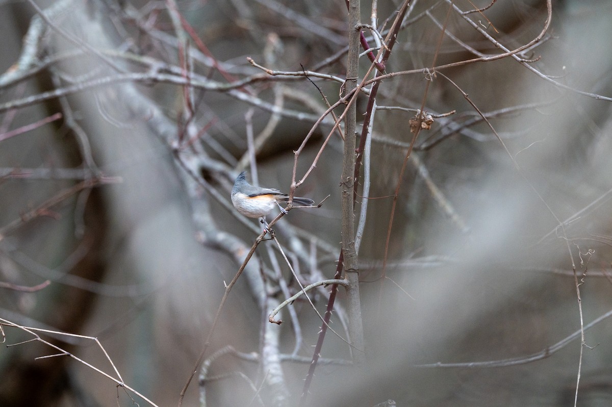 Tufted Titmouse - ML647385244