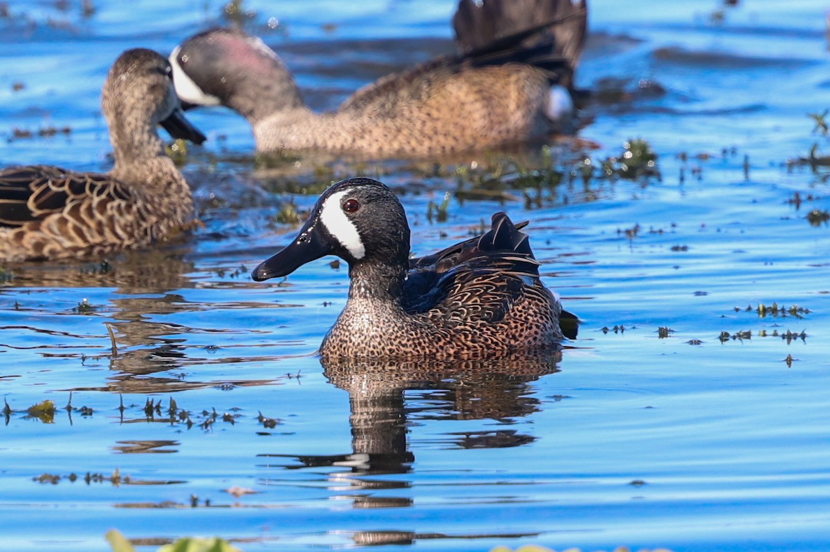 Чирянка блакитнокрила - ML647385245