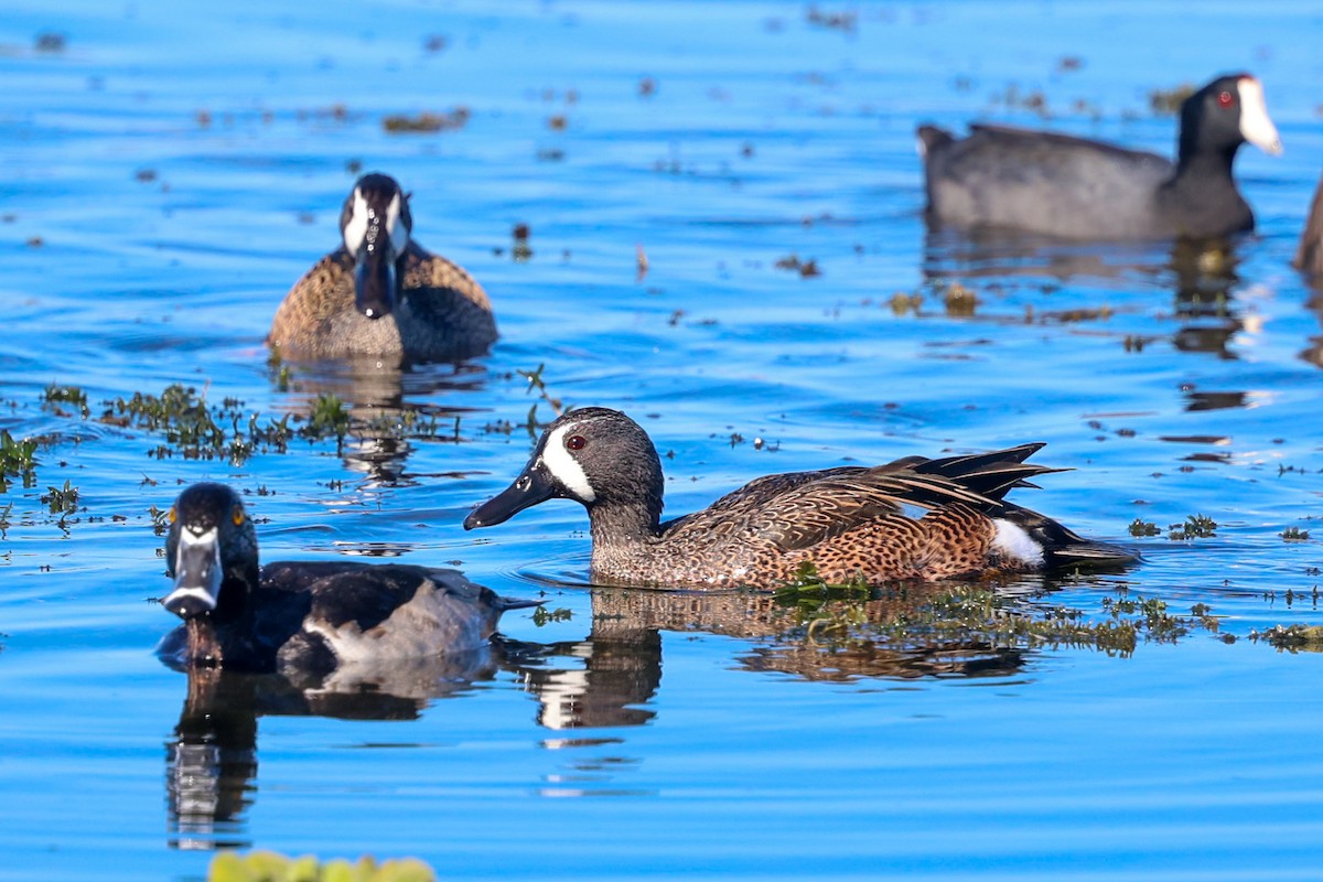 Чирянка блакитнокрила - ML647385260