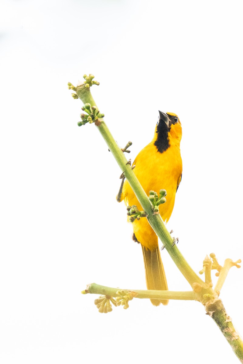 Altamira Oriole - ML647385320