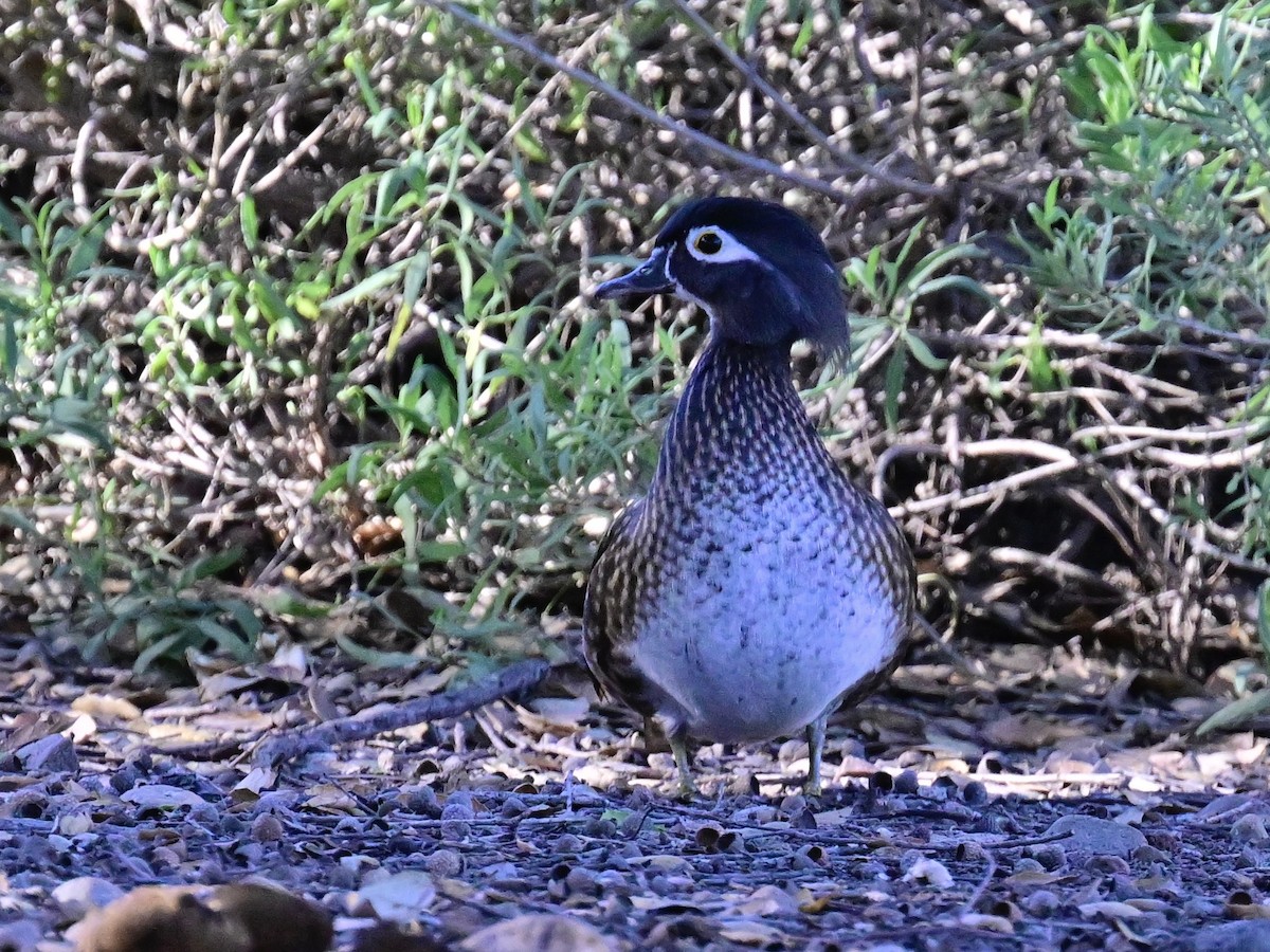 kachnička karolínská - ML647385328