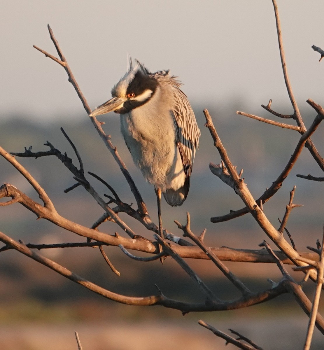 Sarı Tepeli Gece Balıkçılı - ML647385333