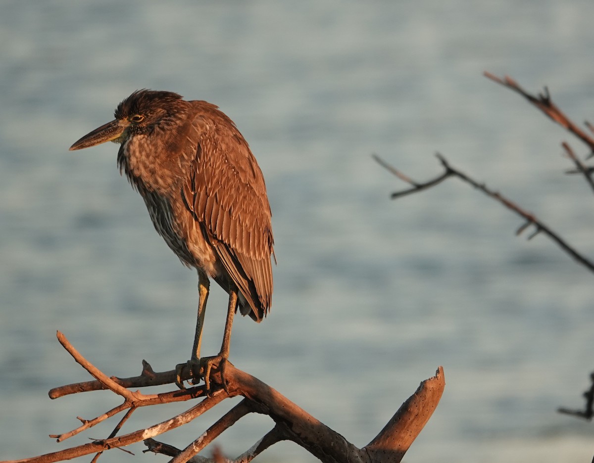 Sarı Tepeli Gece Balıkçılı - ML647385334