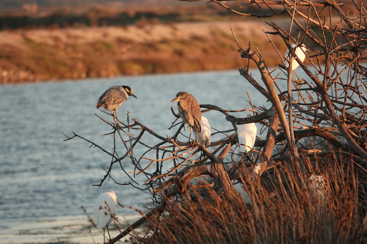Sarı Tepeli Gece Balıkçılı - ML647385335