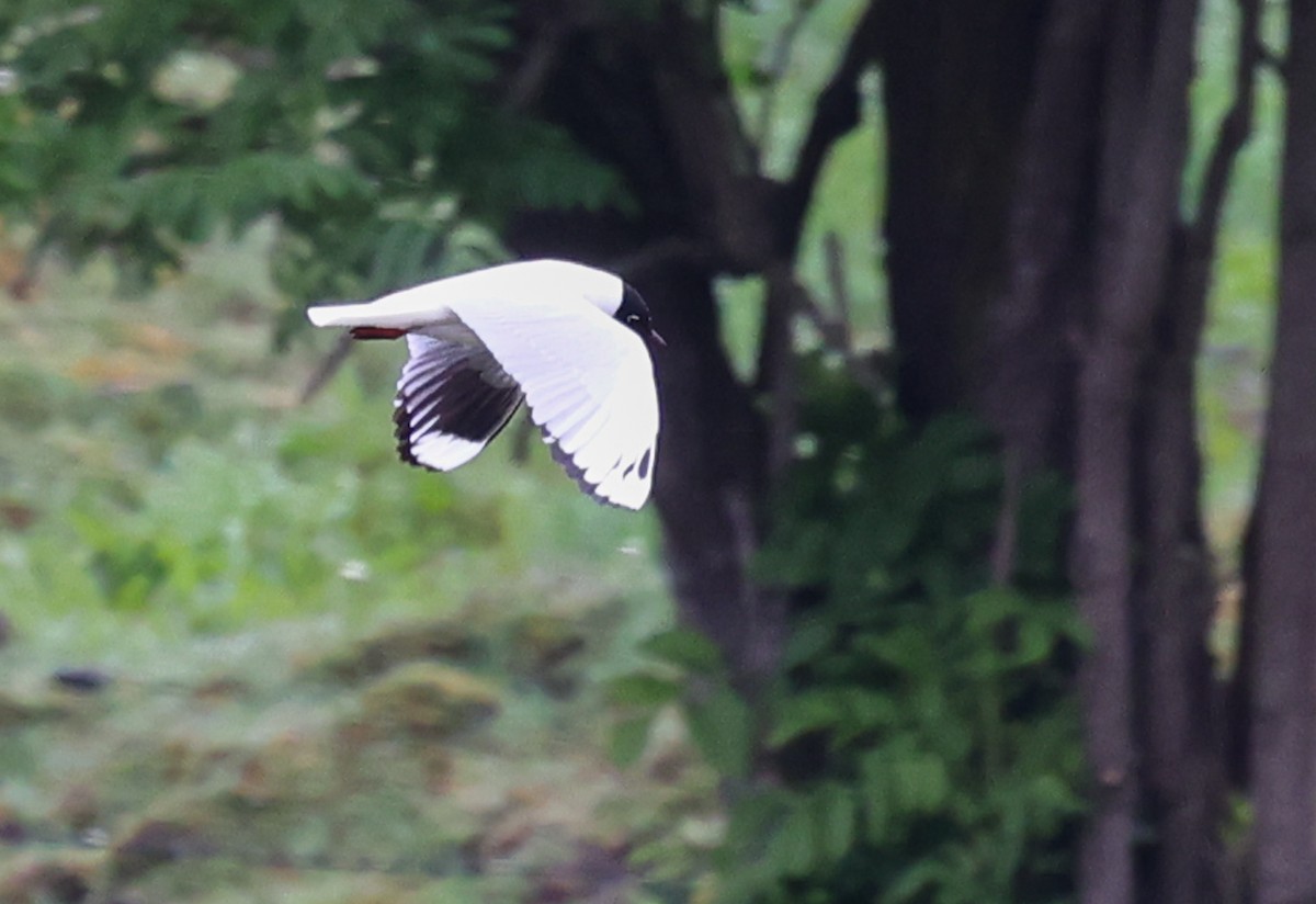 Andean Gull - ML647385343