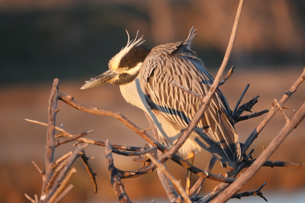 Sarı Tepeli Gece Balıkçılı - ML647385344