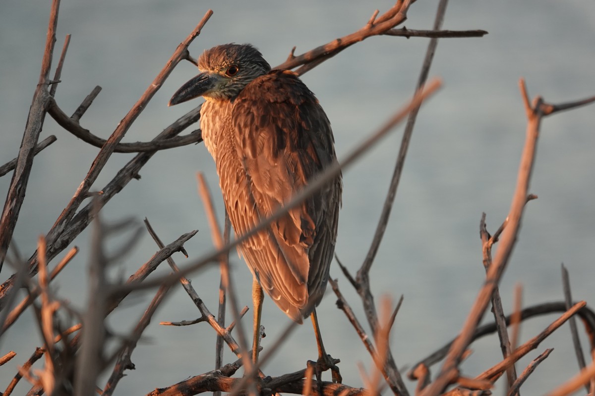 Sarı Tepeli Gece Balıkçılı - ML647385345