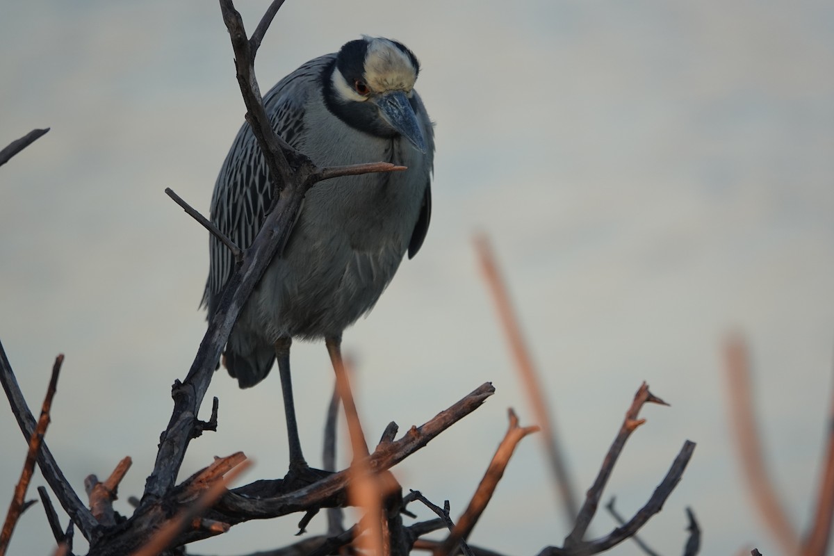 Sarı Tepeli Gece Balıkçılı - ML647385346