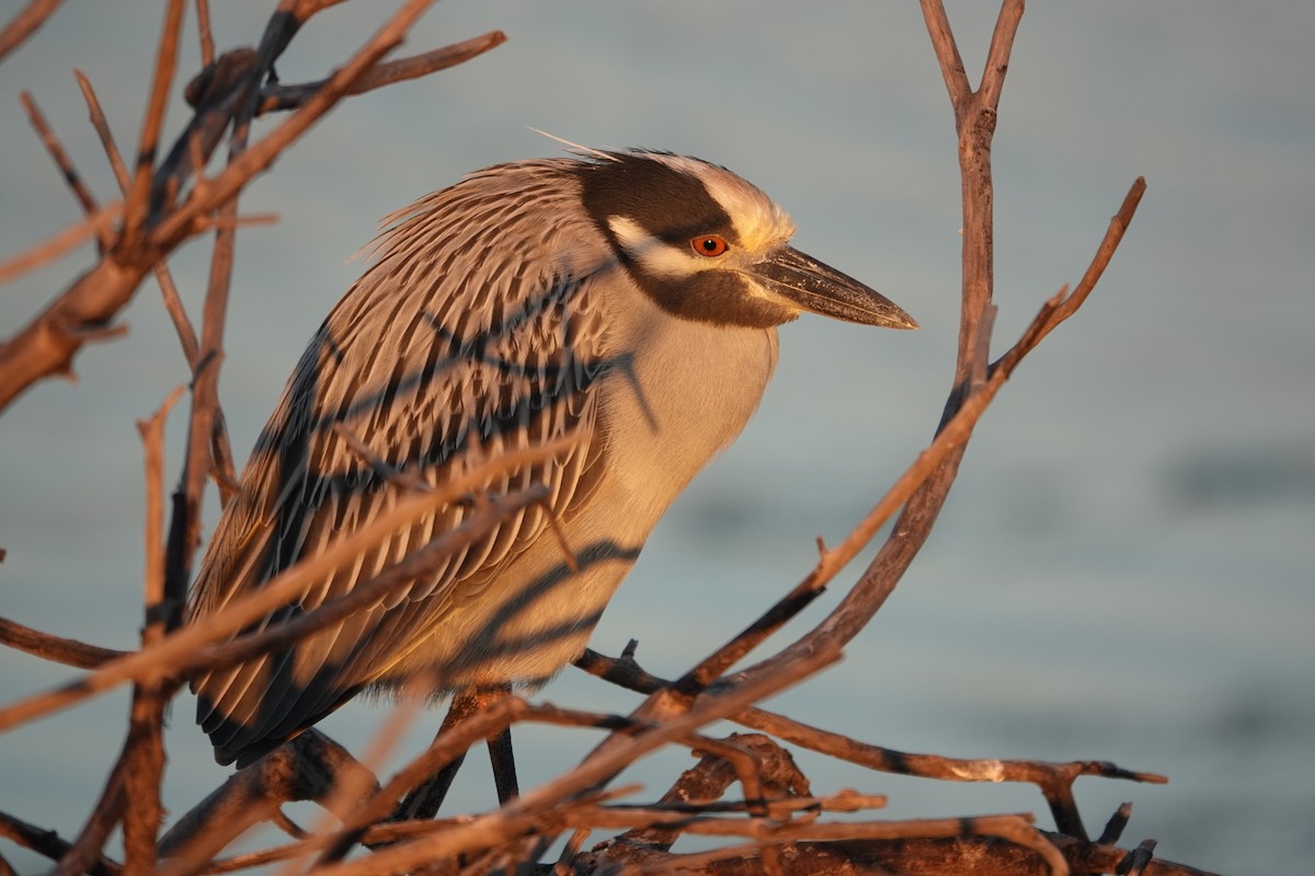 Sarı Tepeli Gece Balıkçılı - ML647385347