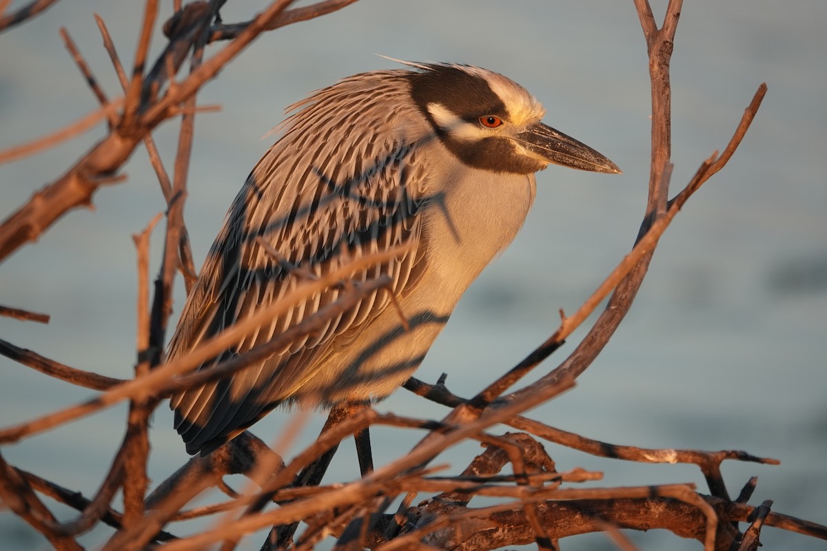 Sarı Tepeli Gece Balıkçılı - ML647385349